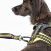 4 Season Elastic Leash detail on dog with harness 4 Season Power - 01