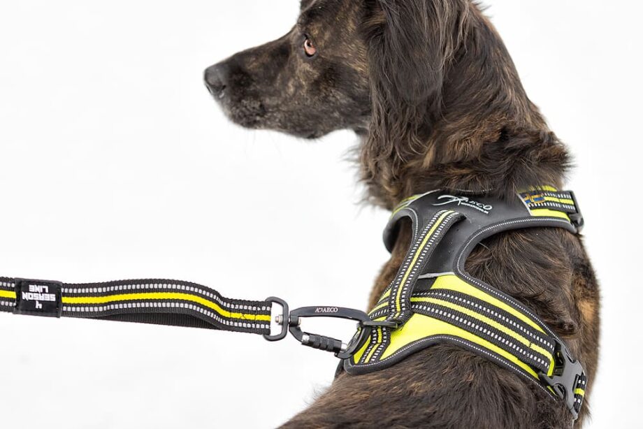 4 Season Elastic Leash detail on dog with harness 4 Season Power - 01