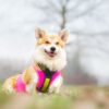 Piccolo cane con il Gilet All-Rounder rosa