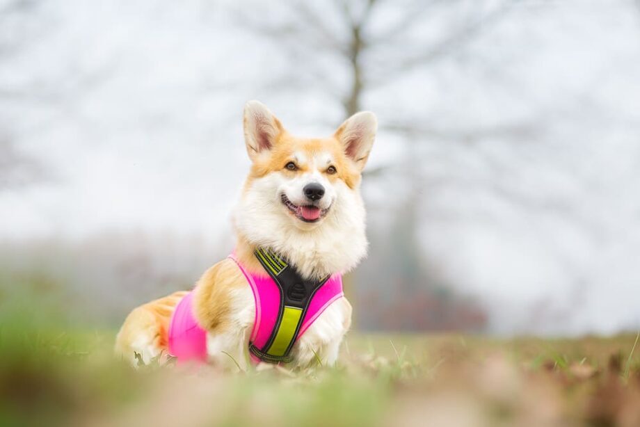 Kleiner Hund mit rosa All-Rounder Weste