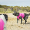 All-Rounder Vest is perfect for summer activities with the dog - 02