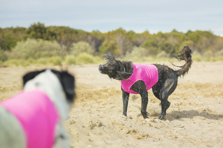 All-Rounder Vest is perfect for summer activities with the dog - 02
