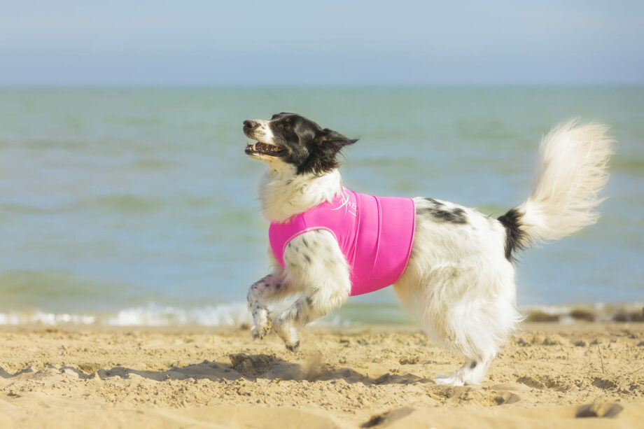 Die All-Rounder Weste ist perfekt für Sommeraktivitäten mit dem Hund – 03