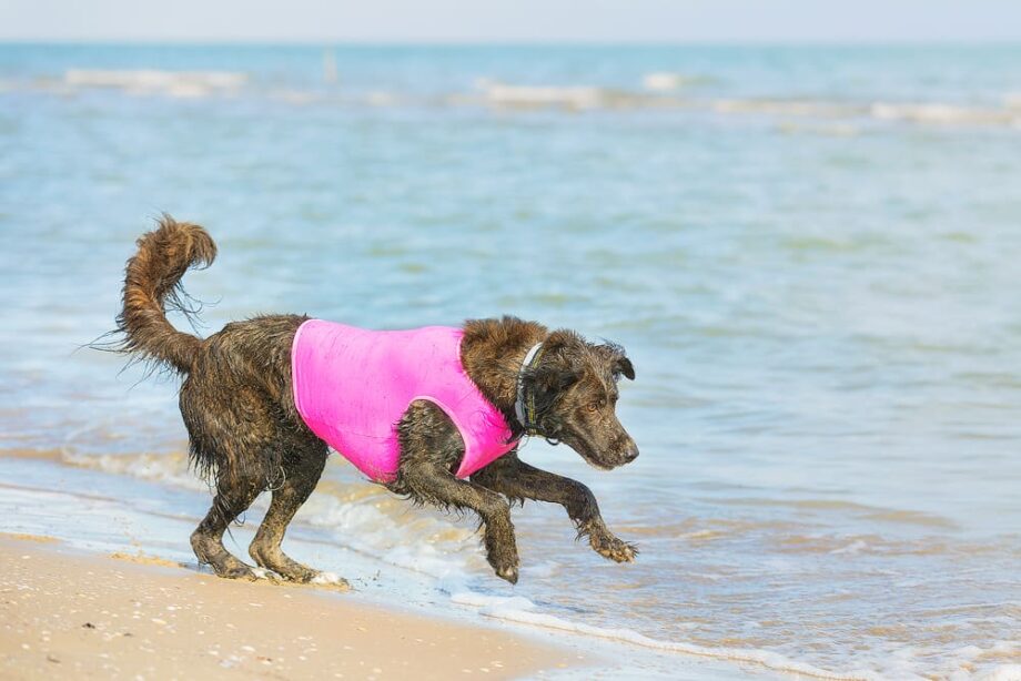 All-Rounder Vest is perfect for summer activities with the dog - 04
