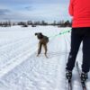 Canicross / Ski Joring Lina för 1 Hund med Sele 4 Season Power