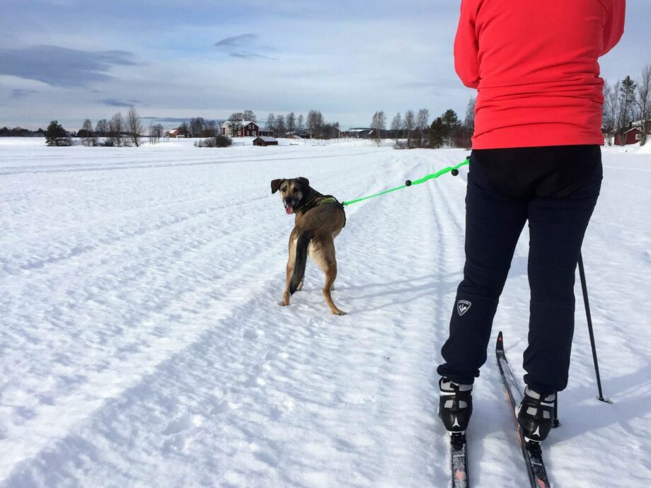 Canicross Ski-Joring Linie - 1 Hund - Mit Geschirr 4 Season Power
