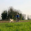 Canicross / Ski Joring Line for 1 dog with Harness X Run and bike antenna
