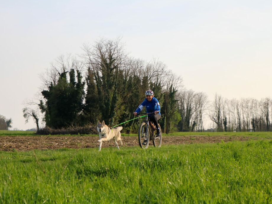 Canicross / Ski Joring Linea per 1 cane con pettorina X Run e antenna per bicicletta