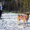 Canicross Ski-Joring Linie - 1 Hund - Mit Geschirr X Shirt