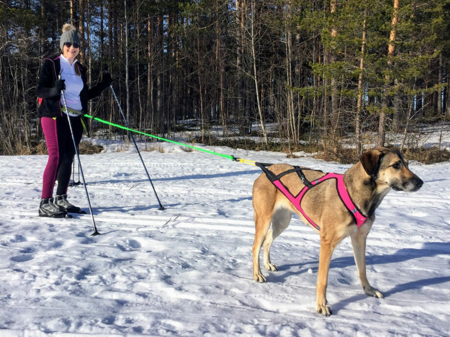 Canicross / Ski Joring Linea per 1 cane con pettorina X Shirt
