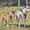 Canicross / Ski Joring Lina för 2 Hundar med Sele X Run
