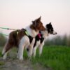 Canicross / Ski Joring Lina för 2 Hundar med Sele X Run och Sele X Shirt