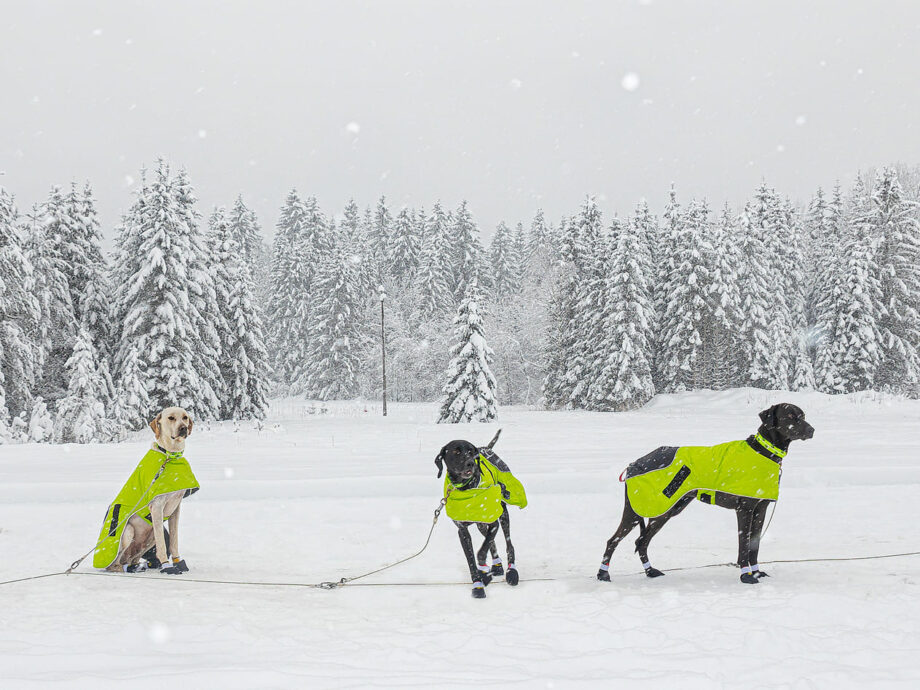 Dogs in the snow wearing the Dog Coat Ice-Olation 2.0 and Sleddog Collars