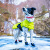 Dog in the snow wearing the Dog Coat Ice-Olation 2.0, Kipmik Booties and Sleddog Collar
