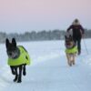 Dogs running in the snow wearing the Dog Coat Ice-Olation 2.0