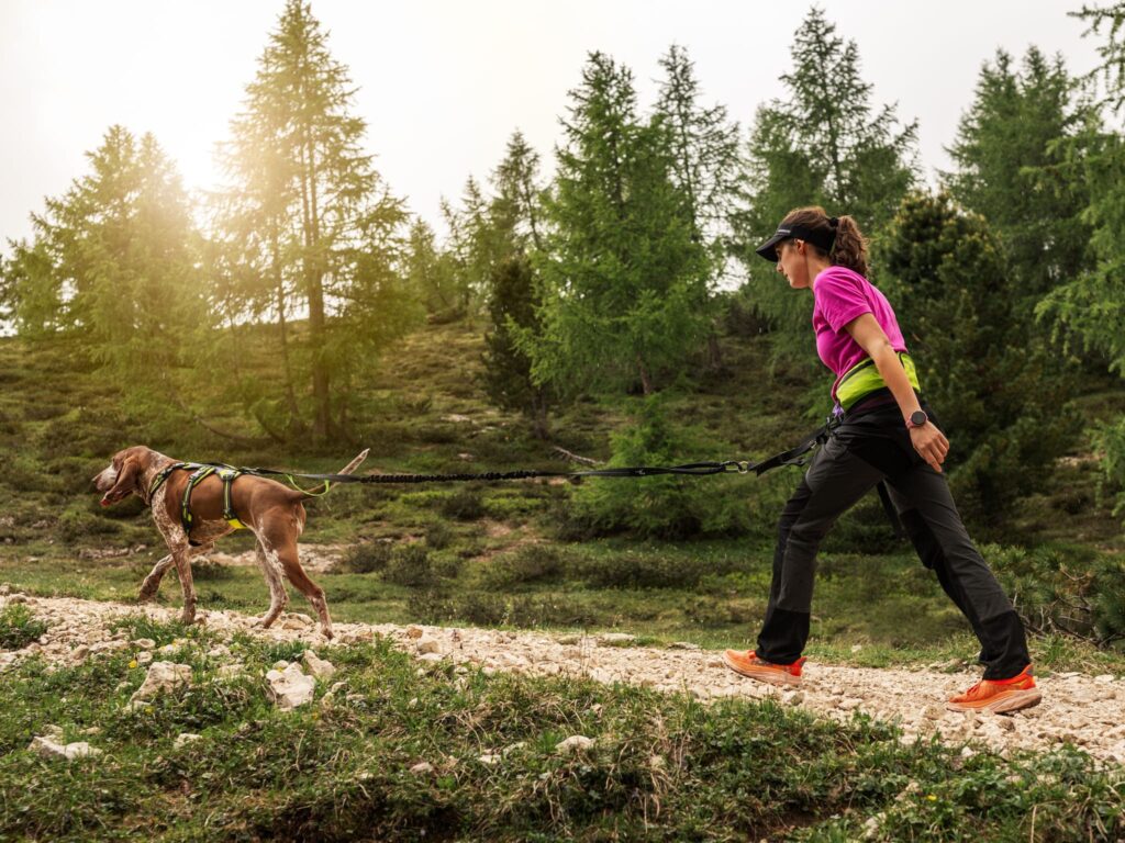 Woman trekking with her italian pointer wearing explorer belt, jogging leash and harness broadpeak