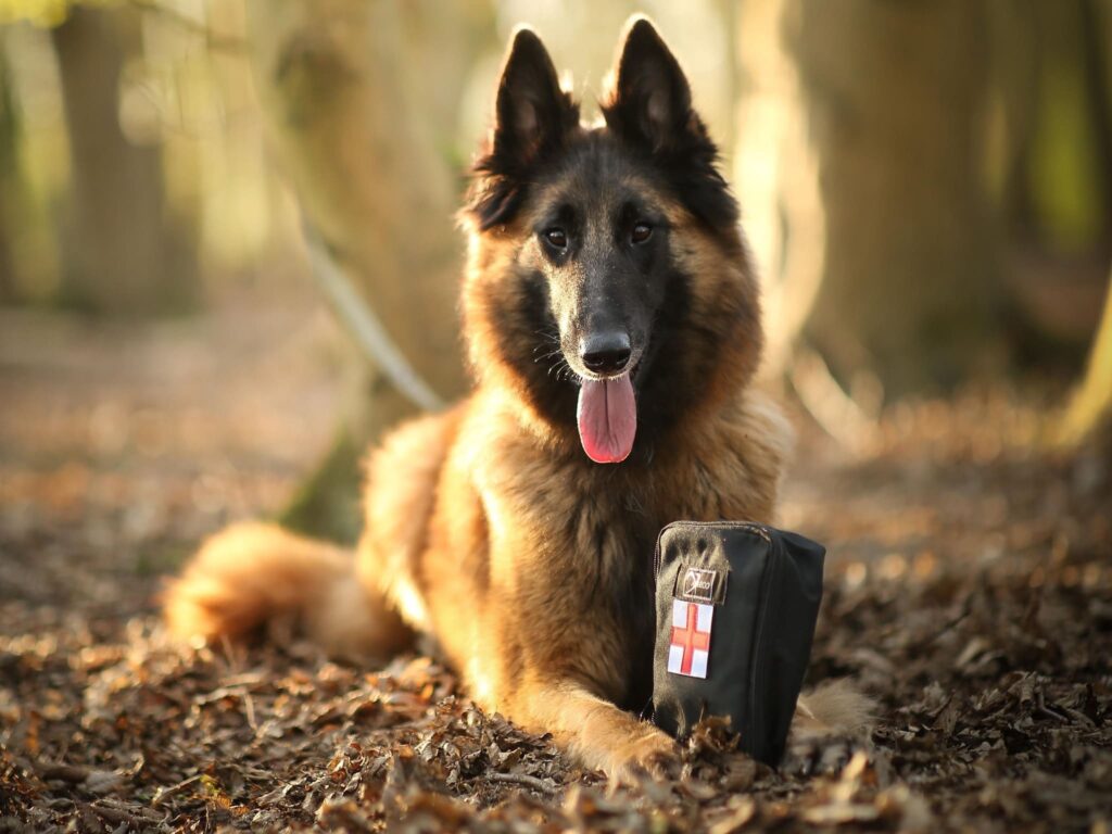 Kit Primo Soccorso per cani