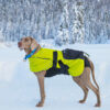 Half Choke Collar with Dog Coat IceOlation in the snow