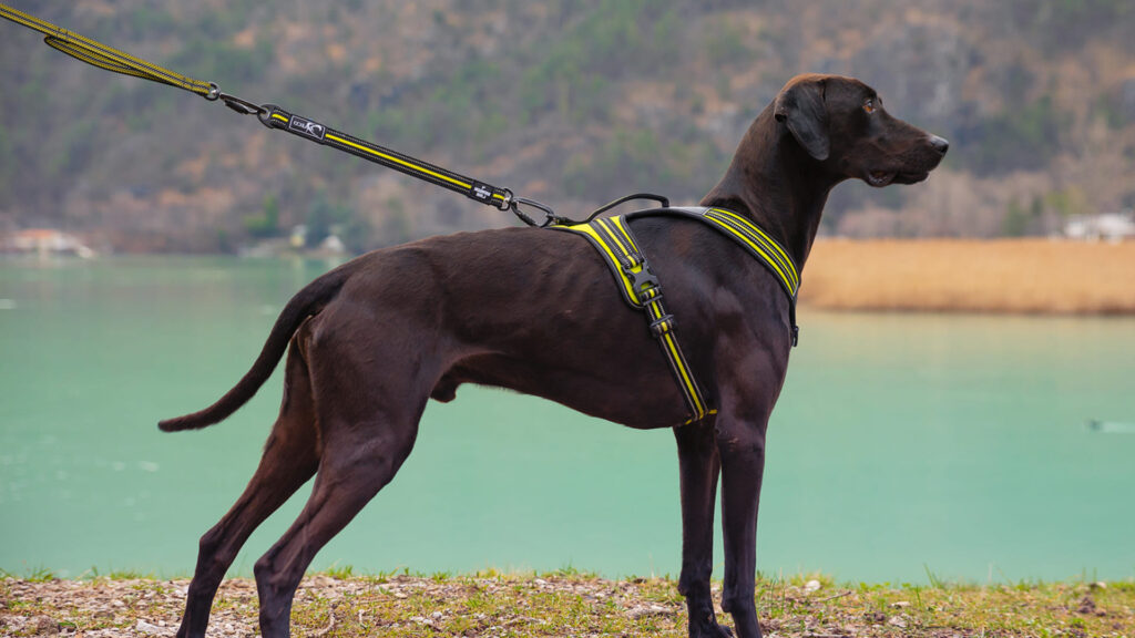 Pettorina 4 Season Power - Esempio taglia L