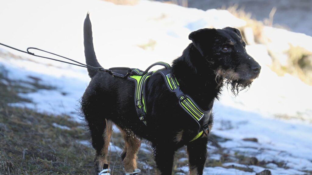Pettorina 4 Season Power - Esempio taglia S