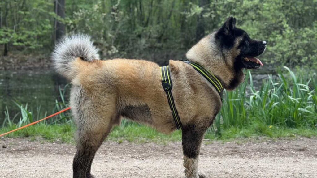Pettorina 4 Season Power - Esempio taglia XL