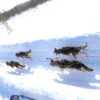 Geschirr Scandinavia im Einsatz für Schlittenhunde - 08