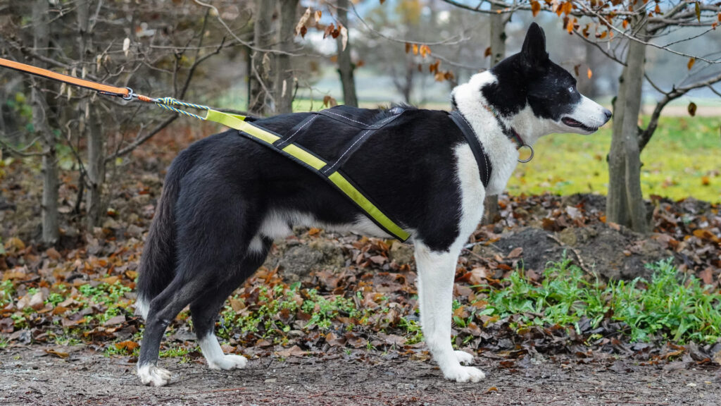 Sele Scandinavia - Storlek L/XL exempel