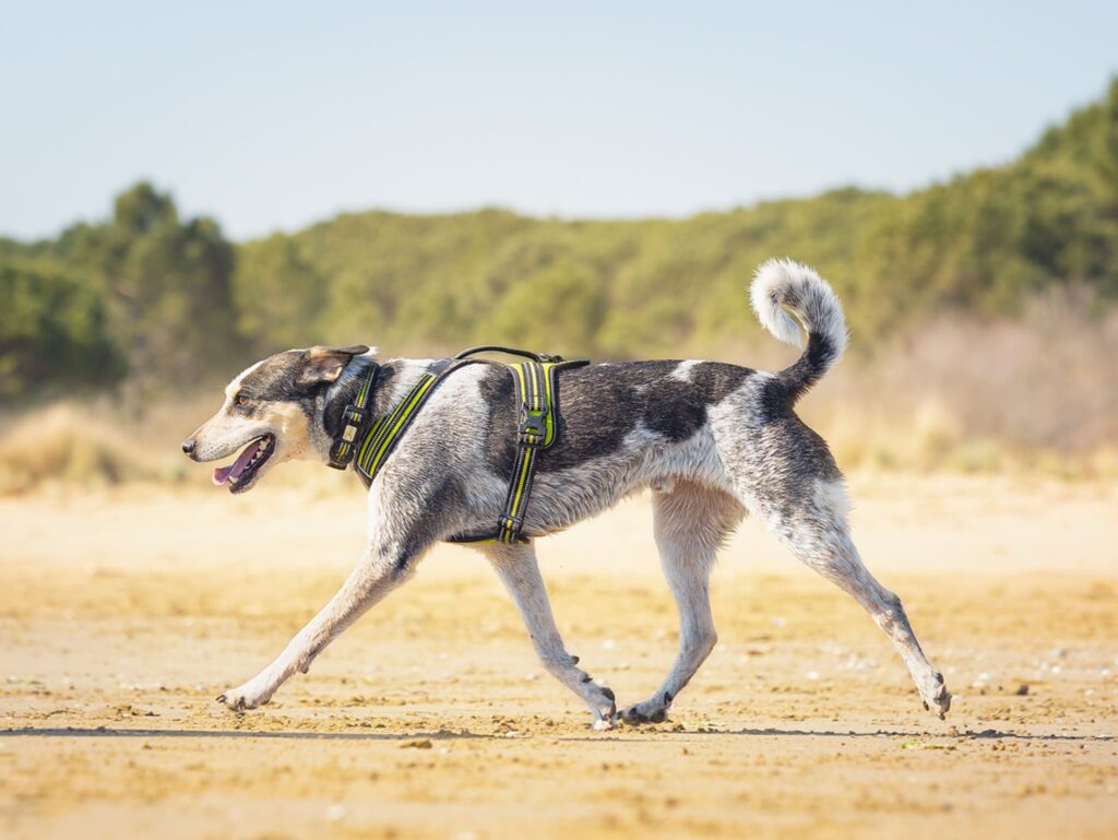 Libert&agrave; di movimento per il cane con la pettorina 4 Season Power