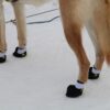 Dog paws with Kipmik Booties on