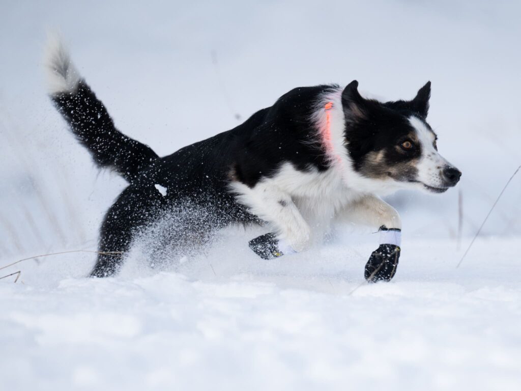 Border Collie flitzt mit Kipmik Booties durch den Schnee