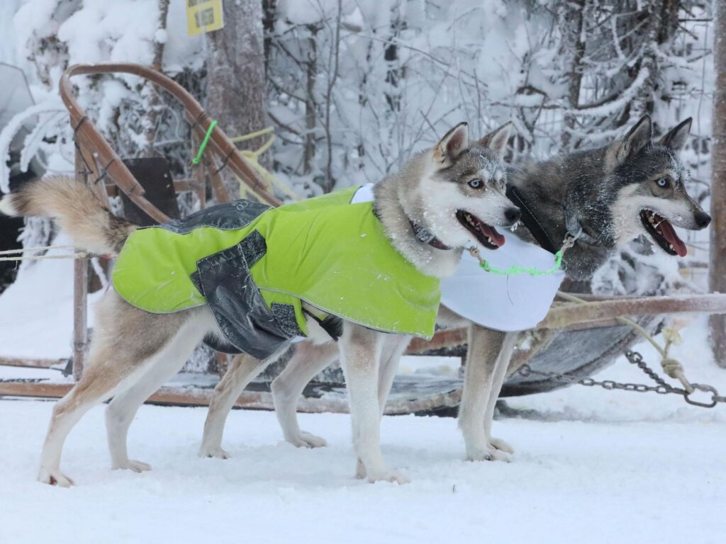 Hundtäcke Ice-Olation 2.0 för mushing
