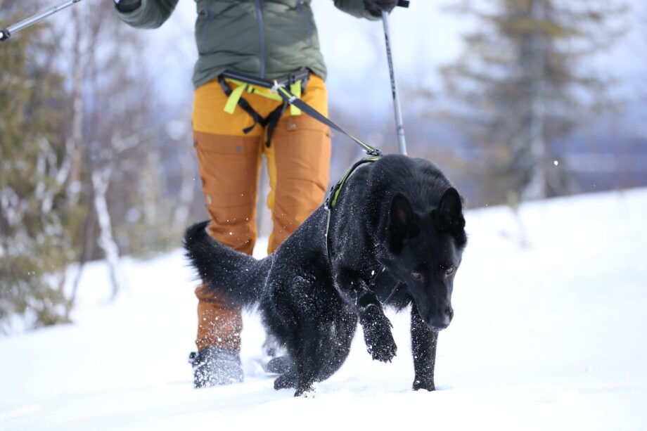 Cintura Racing in azione - Camminare con il cane nella neve - Vista frontale