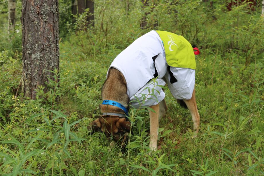 Raincoat Windbreaker on dog - Full body