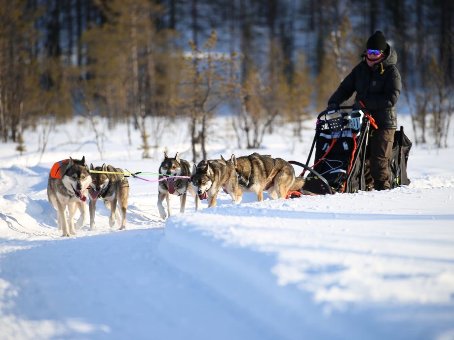 Slitta Kungen Distans in azione