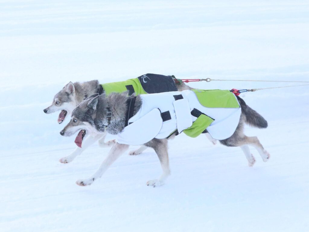Hundtäcke Windbreaker för slädhund