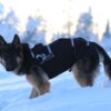 Giacca per cane maschio Ice-Olation in azione nella neve - 03