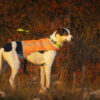 Trapper Weste – Orange Seite am großen Hund