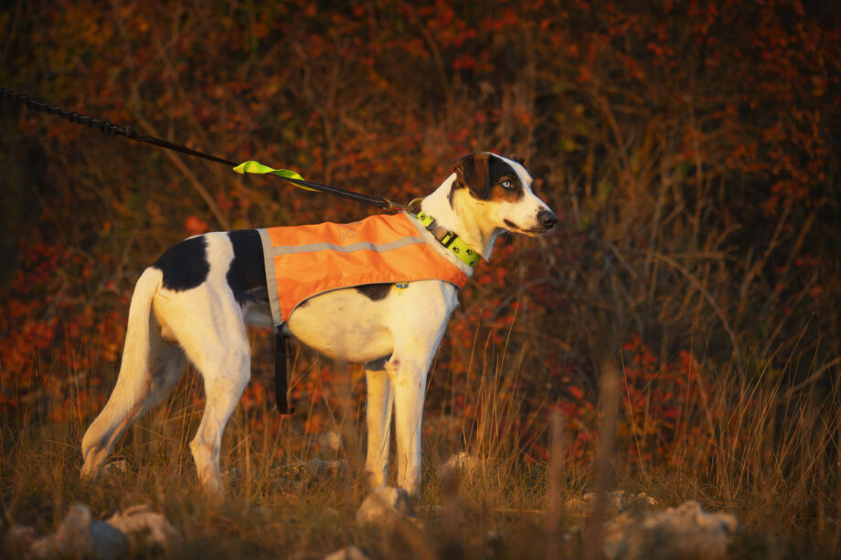 Trapper Weste – Orange Seite am großen Hund