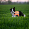 Trapper Vest – Orange side on medium dog
