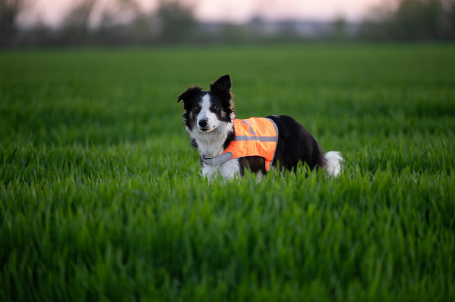 Trapper Vest – Orange side on medium dog