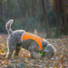 Trapper Vest - Orange side on small dog