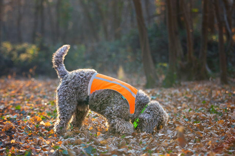 Trapper Weste – Orange Seite auf kleinem Hund