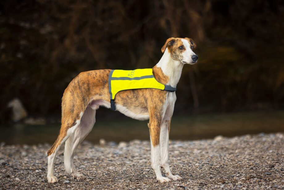 Gilet Trapper – Lato giallo su cane di grossa taglia