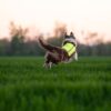 Trapper Weste – Gelbe Seite am mittelgroßer Hund