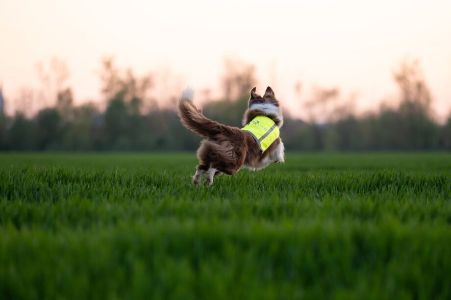 Gilet Trapper – Lato giallo su cane di taglia media