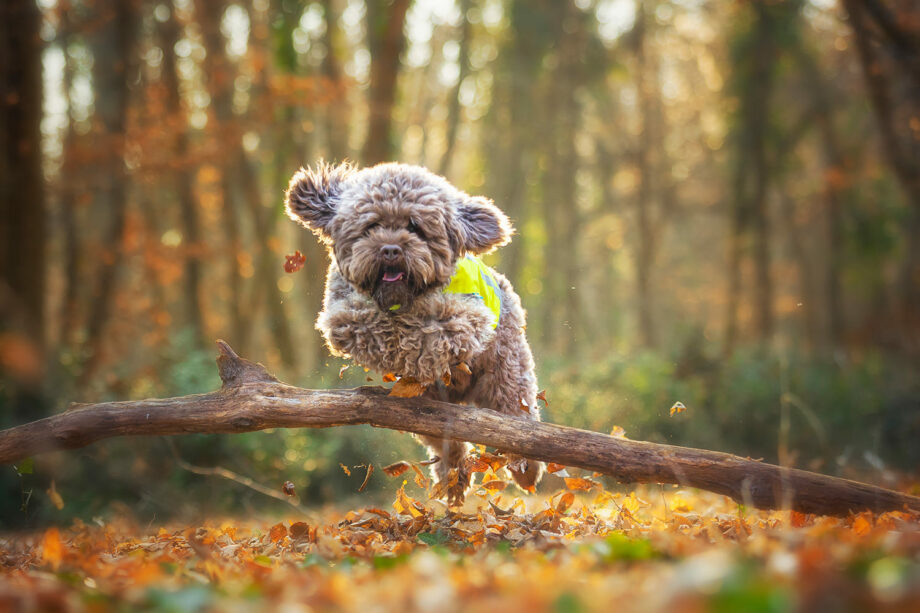 Gilet Trapper – Lato giallo su cane di piccola taglia