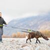 Spaziergang mit dem Hund mithilfe des Trekkinggürtels – Vorderansicht