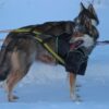 Sled dogs in the snow with T-Shirt Ice-Olation