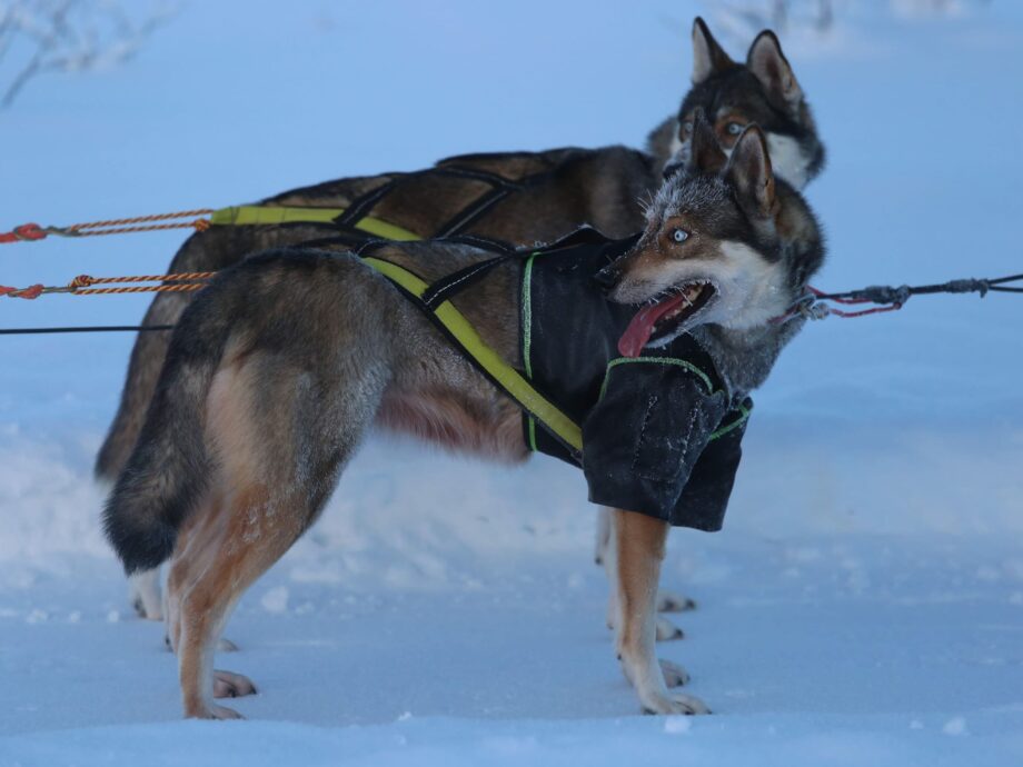 Sled dogs in the snow with T-Shirt Ice-Olation
