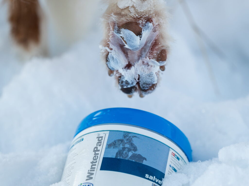 Anwendung der Winterpad-Creme an der Hundepfote